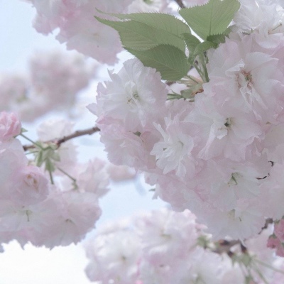 兽设沙漠场景设计FurryQQ群